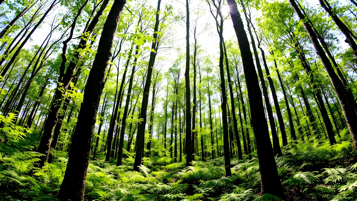 What FSC Certified Wood Is and Why It Matters in Professional Woodworking